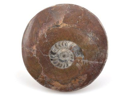 goniatit placicka 27