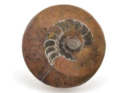 goniatit placicka 28