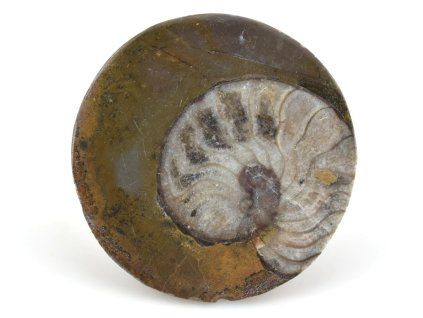goniatit placicka 29