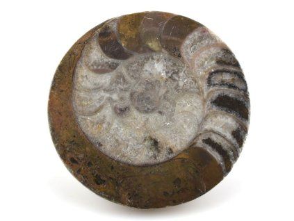 goniatit placicka 32