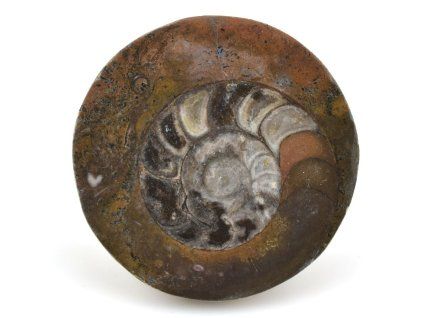 goniatit placicka 33