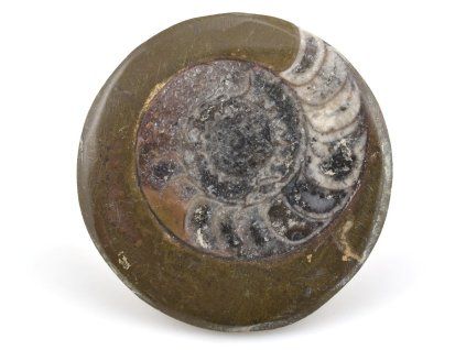 goniatit placicka 34