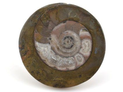 goniatit placicka 35