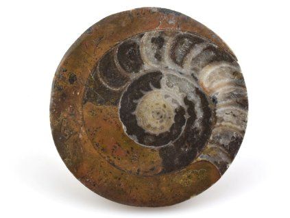 goniatit placicka 37