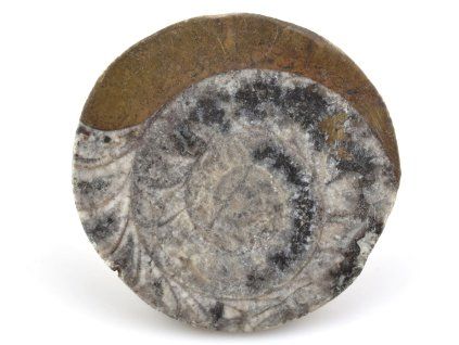 goniatit placicka 38