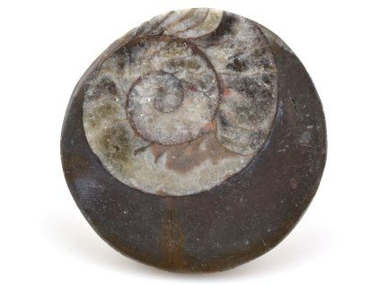 goniatit placicka 39