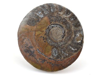 goniatit placicka 41