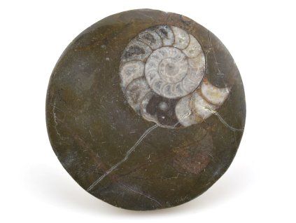 goniatit placicka 42
