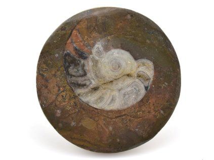 goniatit placicka 43