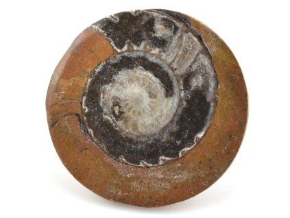 goniatit placicka 44