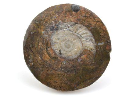 goniatit placicka 45
