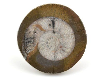 goniatit placicka 46