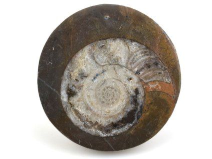 goniatit placicka 47