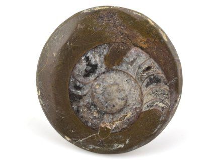 goniatit placicka 48