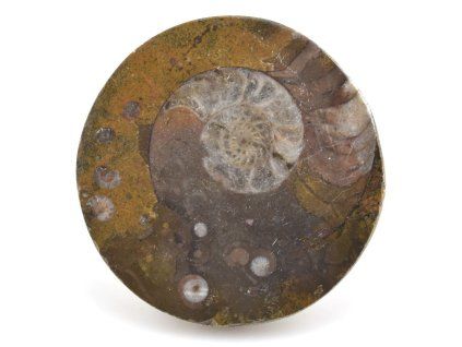 goniatit placicka 49