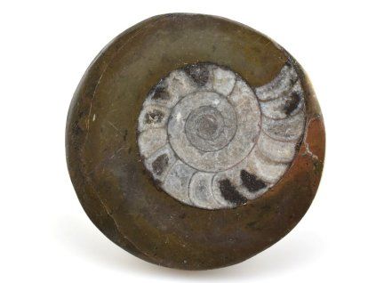 goniatit placicka 51