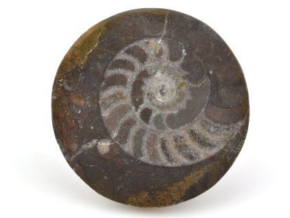 goniatit placicka 53