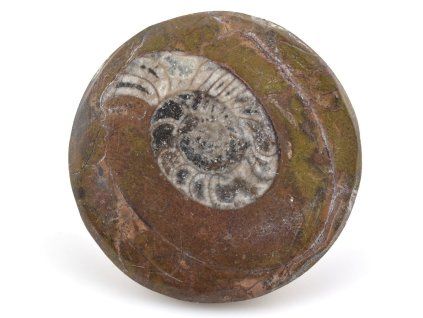 goniatit placicka 55