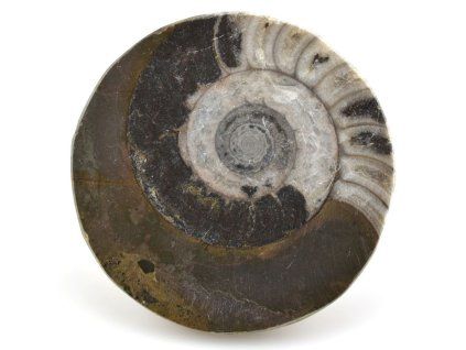 goniatit placicka 56