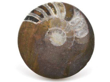 goniatit placicka 57