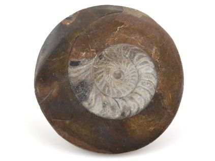 goniatit placicka 58