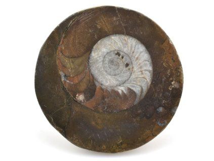 goniatit placicka 59