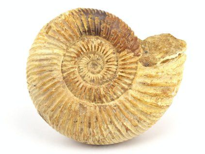 amonit perisphinctes madagaskar 3