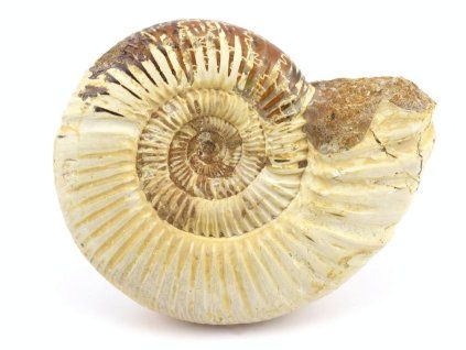 amonit perisphinctes madagaskar 6