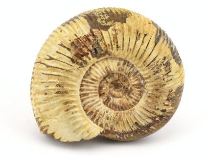 amonit perisphinctes madagaskar 7