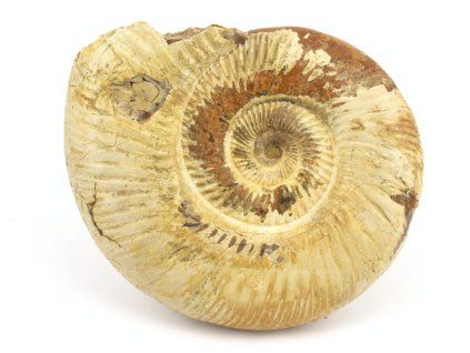 amonit perisphinctes madagaskar 8