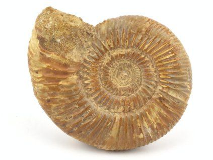 amonit perisphinctes madagaskar 9a