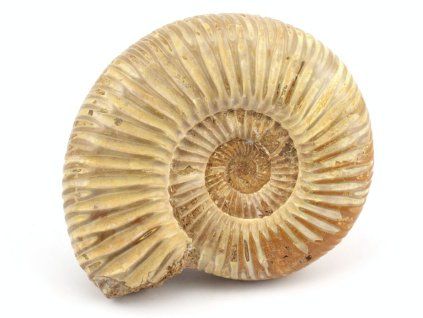 amonit perisphinctes madagaskar 10