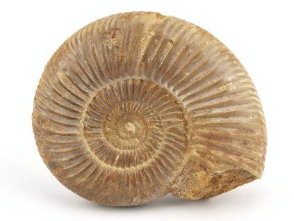 amonit perisphinctes madagaskar 13