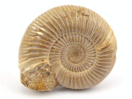 amonit perisphinctes madagaskar 14