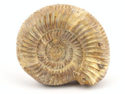 amonit perisphinctes madagaskar 15