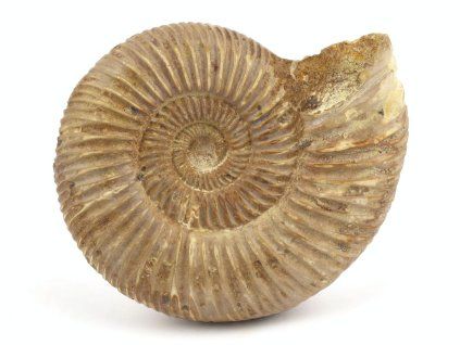 amonit perisphinctes madagaskar 16