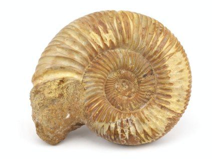 amonit perisphinctes madagaskar 17