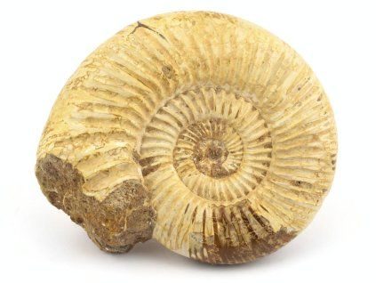 amonit perisphinctes madagaskar 18