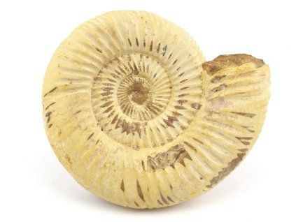 amonit perisphinctes madagaskar 19