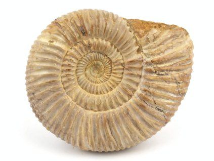 amonit perisphinctes madagaskar 20