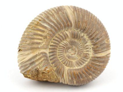 amonit perisphinctes madagaskar 21