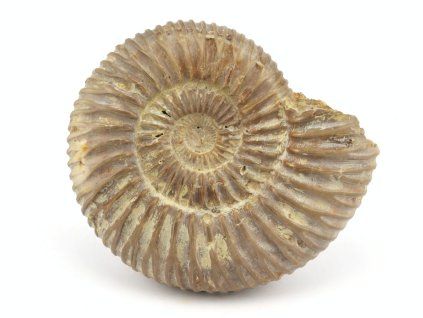 amonit perisphinctes madagaskar 22