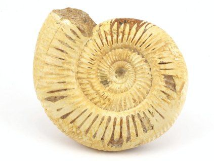 amonit perisphinctes madagaskar 23a