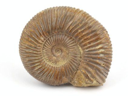 amonit perisphinctes madagaskar 24