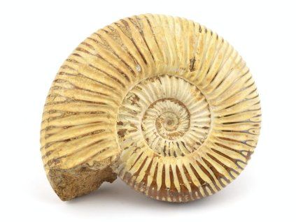amonit perisphinctes madagaskar 25a