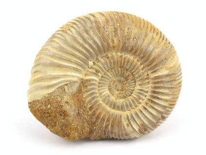 amonit perisphinctes madagaskar 26