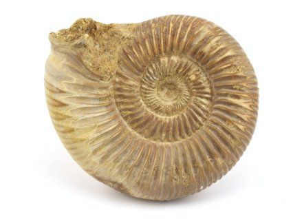 amonit perisphinctes madagaskar 32