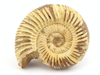 amonit perisphinctes madagaskar 33a