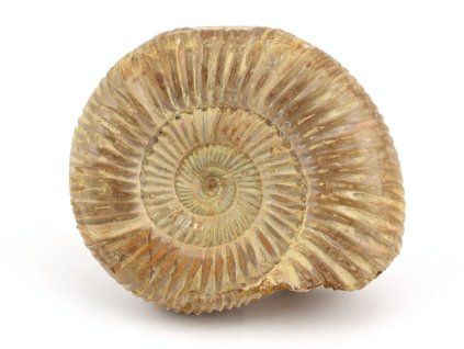 amonit perisphinctes madagaskar 34
