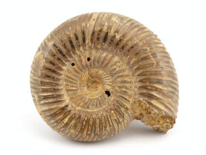 amonit perisphinctes madagaskar 35